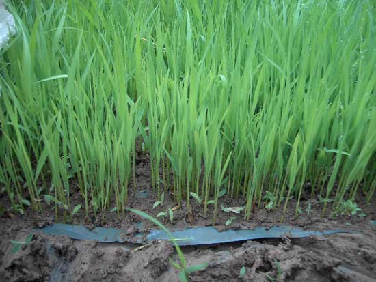 水稻苗床管理的主要技术措施