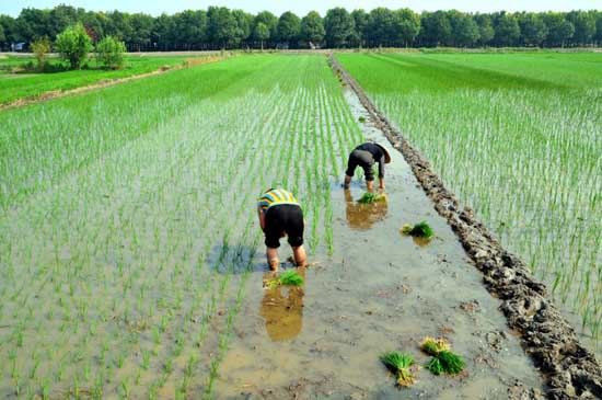 水稻插秧技术要求
