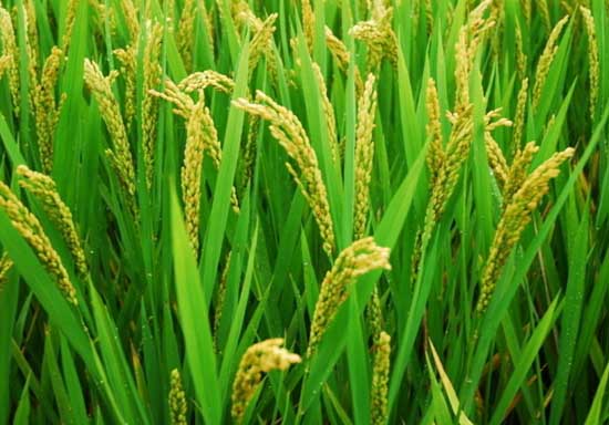 水稻中后期优质高产管理措施