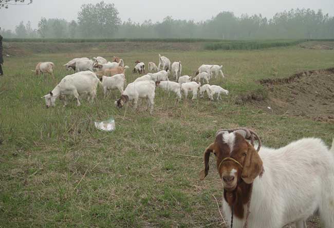 羊的养殖成本和利润核算方法