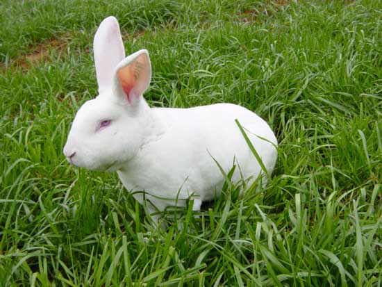 獭兔养殖成本和利润