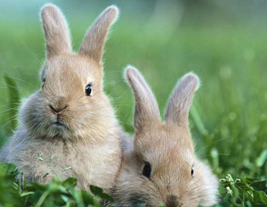 肉兔养殖成本和利润