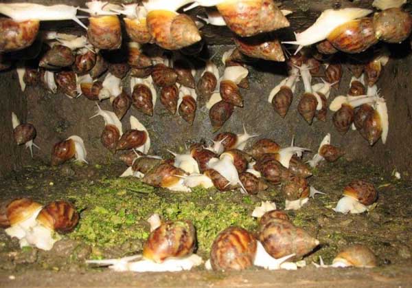 白玉蜗牛养殖的经济价值和社会意义