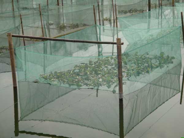 黄鳝网箱养殖技术