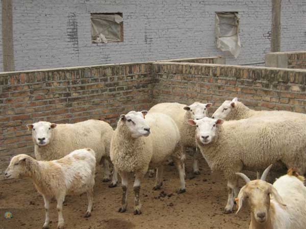 小尾寒羊羔羊快速育肥措施