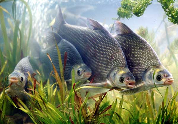 池塘主养鳊鱼产出分析