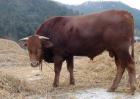 冬春犊牛的散养管理技术
