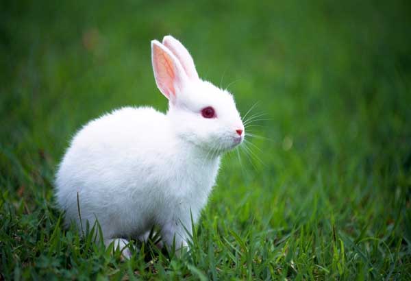 哺乳母兔饲养管理技术