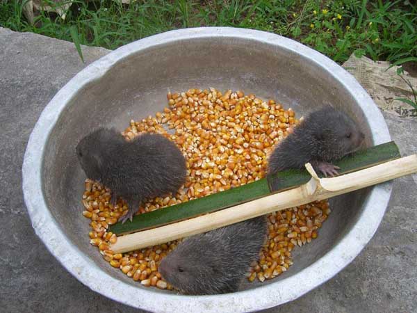竹鼠养殖常用饲料及搭配方法