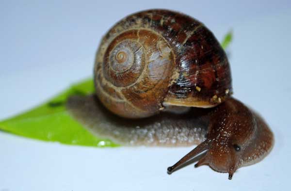 蜗牛养殖中主要天敌及其防治措施