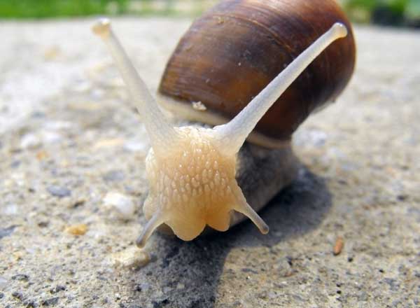 白玉蜗牛养殖的注意事项和成品采收