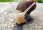 白玉蜗牛养殖的注意事项