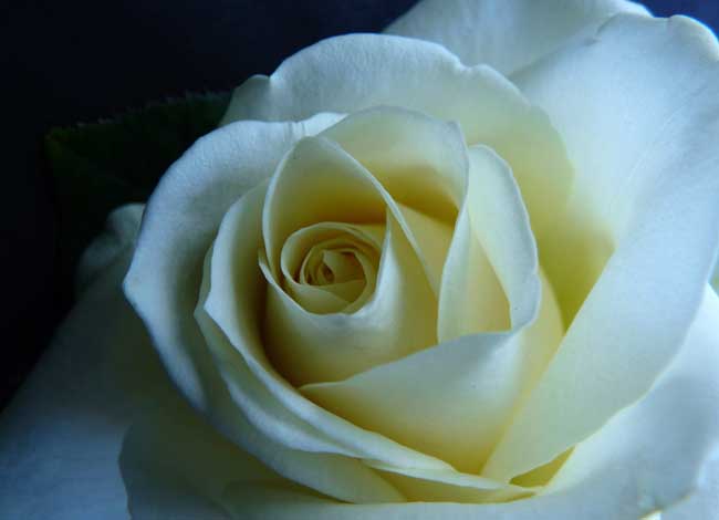 白玫瑰的花语是什么？