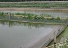 泥鳅养殖池的水质管理方法