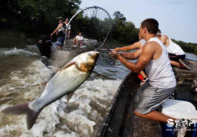亚洲鲤鱼在美国泛滥成灾