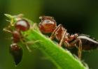 蚂蚁是不是昆虫？