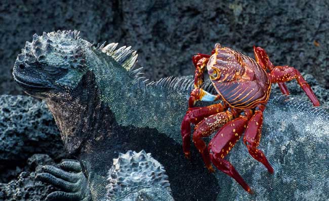 一只螃蟹爬在鬣鳞蜥的背上