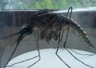 世界上最大的蚊子金腹巨蚊