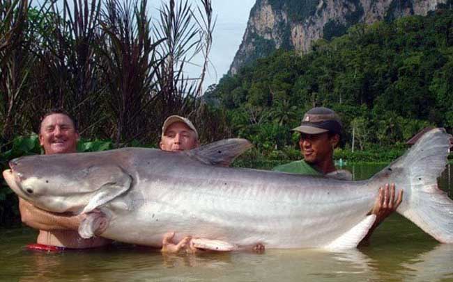 湄公河巨鲶