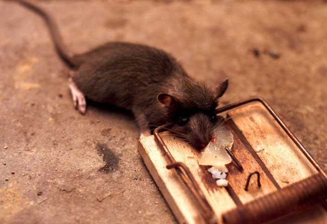 家里有老鼠怎么办