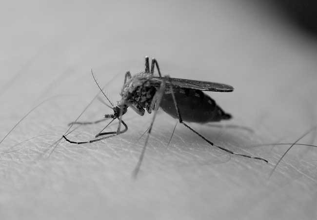 您知道蚊子怕什么吗？