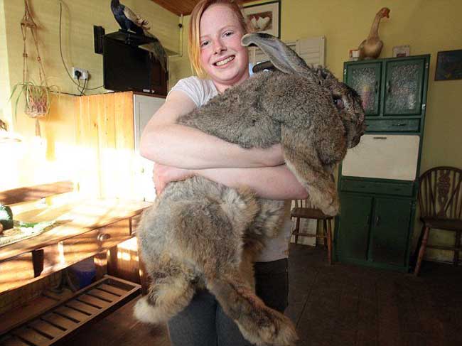 世界最大兔子