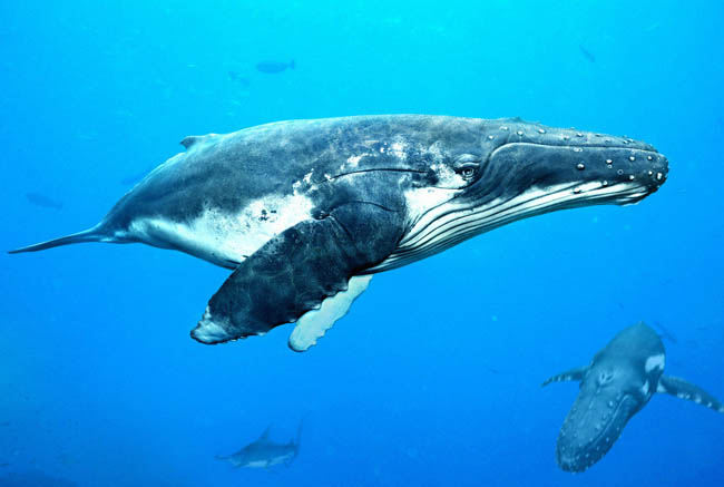 世界上最大的鲸鱼长33米重181吨