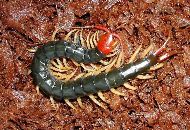 世界上最大的蜈蚣体长可达62厘米