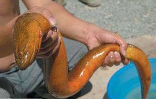世界上最大的黄鳝长1.5米重36斤