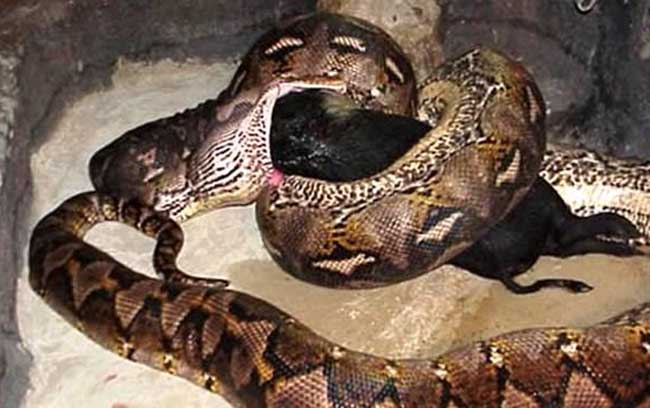 世界上最大的蟒蛇长14.86米重447公斤