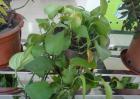 常见的净化空气的室内植物有哪些？