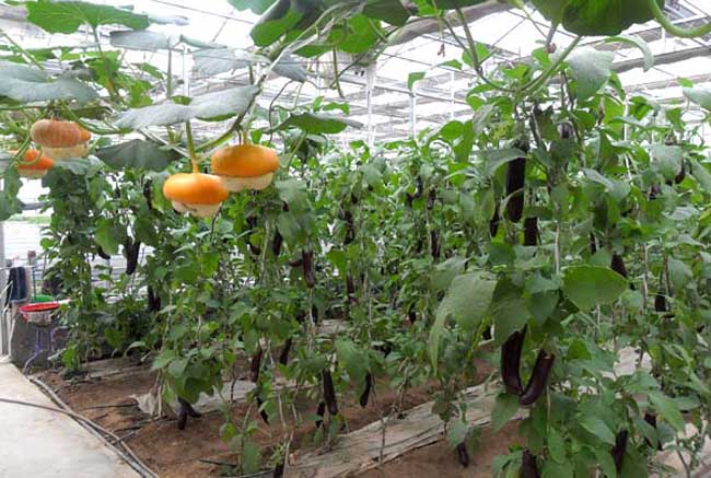温室蔬菜冬季施肥十不宜