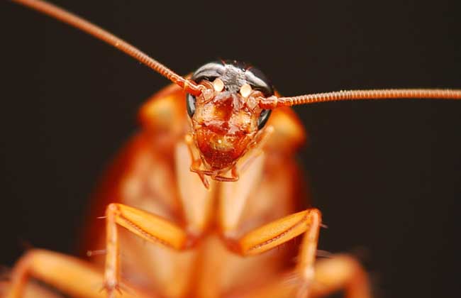 家里有蟑螂怎么办才好？
