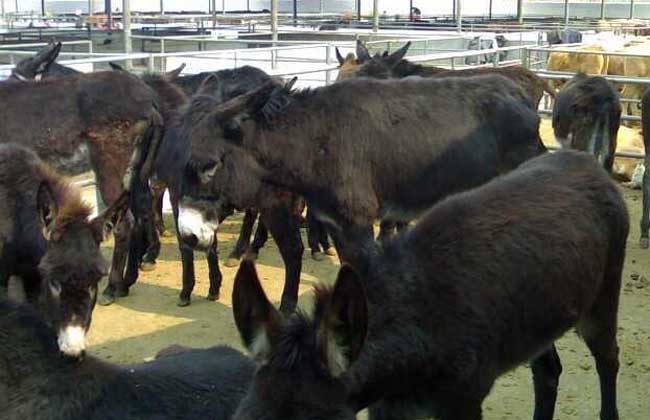 肉驴养殖技术