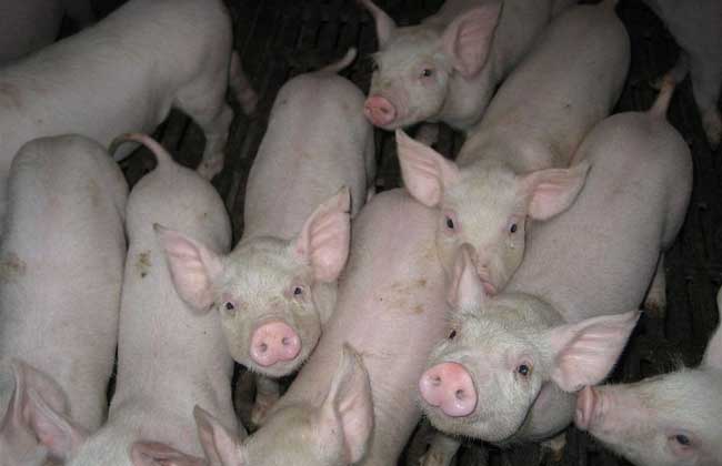 发酵床养猪技术及视频