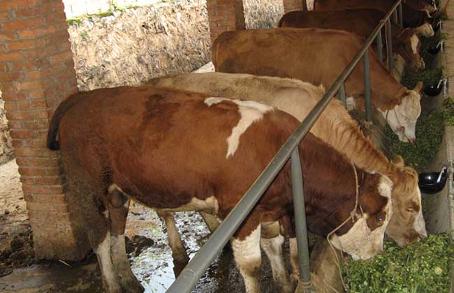 西门塔尔牛养殖技术