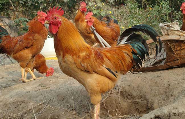 冬季养鸡场管理方案