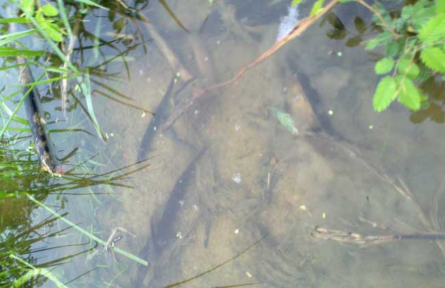 泥鳅养殖如何才能安全越冬？