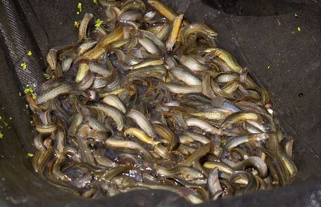 冬季池塘养殖泥鳅的管理技术