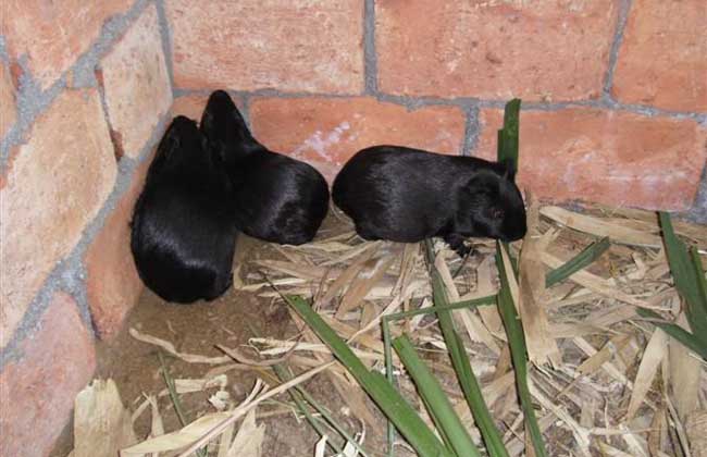 中国黑豚的市场前景与养殖技术