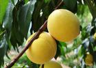 黄桃树苗种植方法