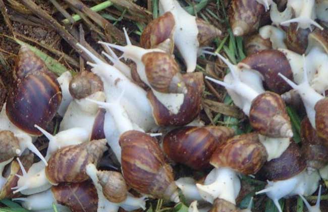 蜗牛养殖的常用方法