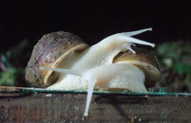蜗牛的养殖价值