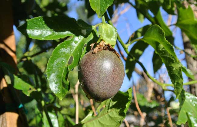 百香果的种植条件和种植成本