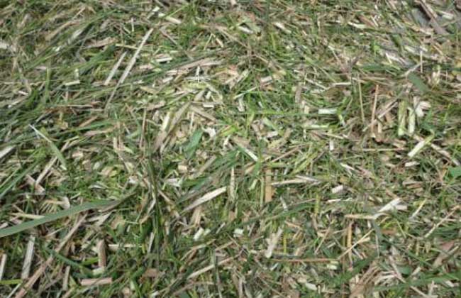 种草作为家畜的青绿饲料的技术