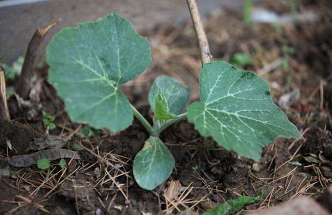 南瓜的种植时间及播种方法