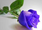 紫玫瑰的花语是什么？