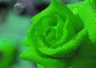 绿玫瑰花语是什么？