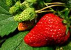 草莓的繁殖方法