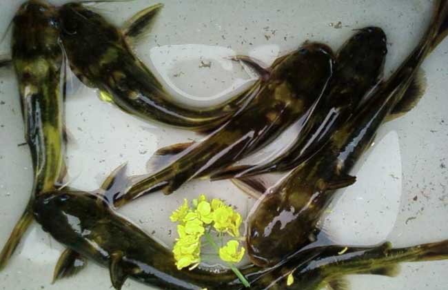 黄颡鱼疾病防治技术